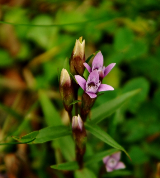 Gentianella campestris / Genzianella campestre